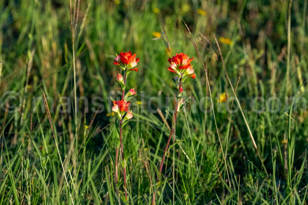 Indian Paintbrush Flower A4-34092 - Mansfield Photography