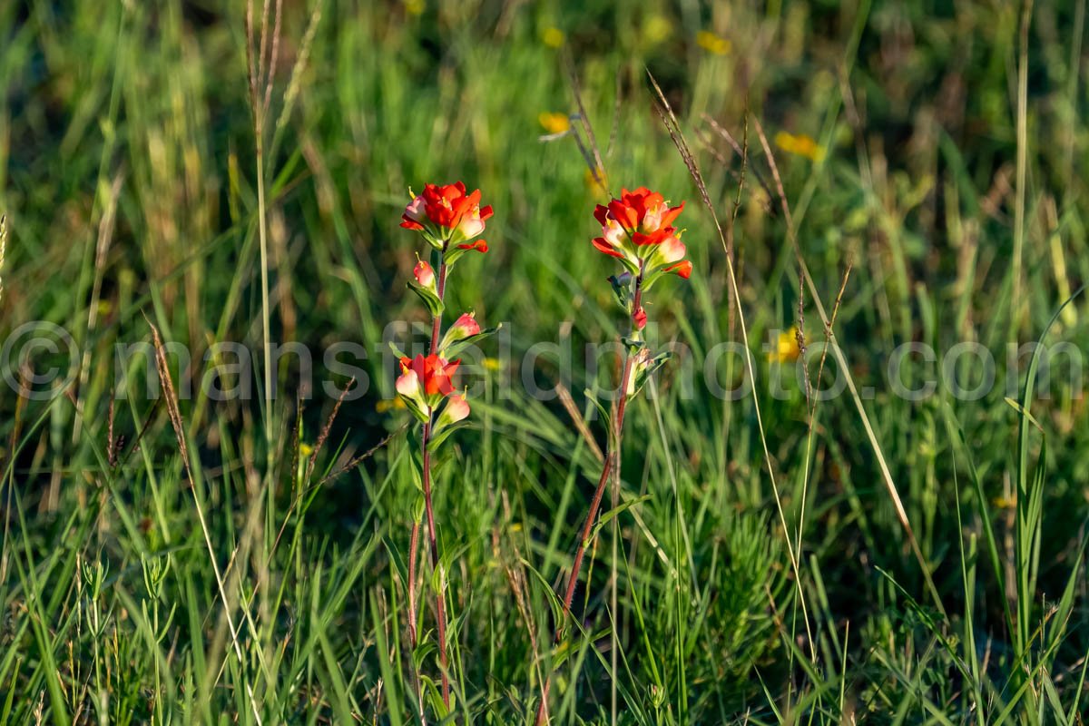 Indian Paintbrush Flower A4-34092