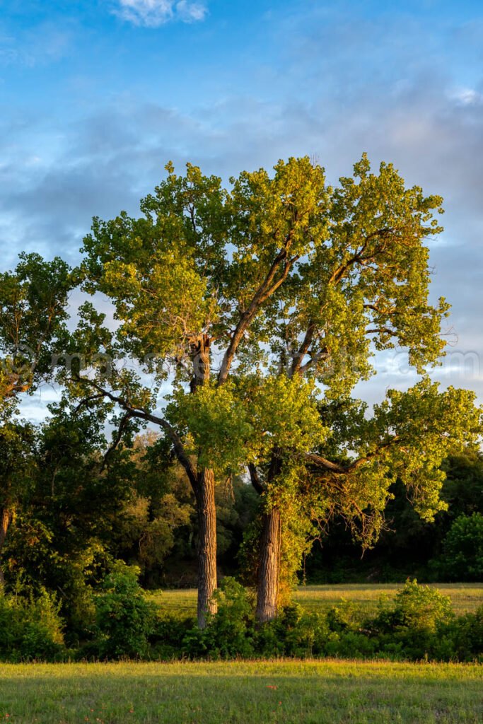 Trees In Mccown Valley Park A4-34095 - Mansfield Photography