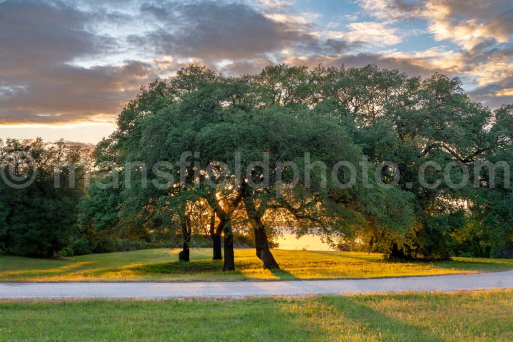 Sunset Trees At Lake Whitney A4-34130 - Mansfield Photography