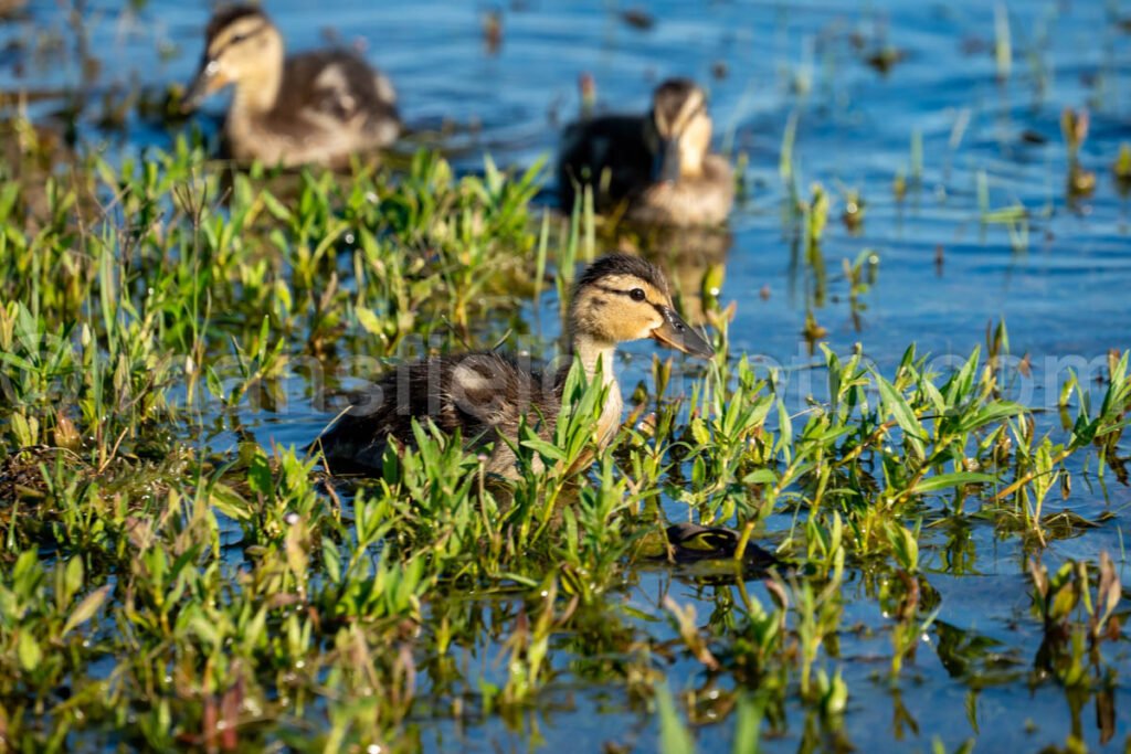 Mallard Duck And Ducklings A4-34225 - Mansfield Photography