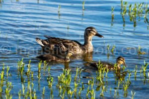 Mallard Duck And Ducklings A4-34234 - Mansfield Photography