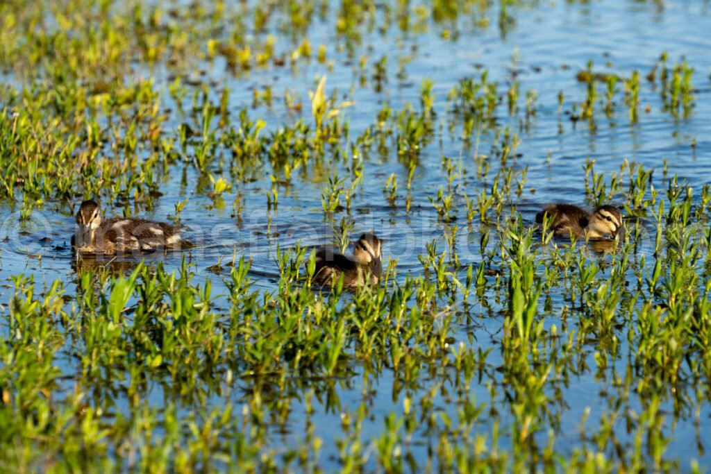 Mallard Duck And Ducklings A4-34246 - Mansfield Photography