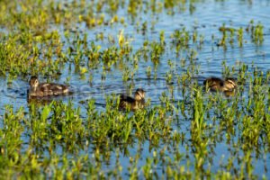 Mallard Duck And Ducklings A4-34246 - Mansfield Photography
