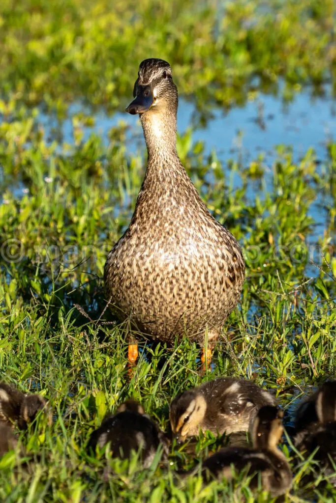Mallard Duck And Ducklings A4-34278 - Mansfield Photography