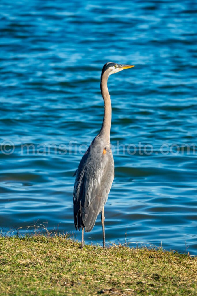 Great Blue Heron A4-34319 - Mansfield Photography