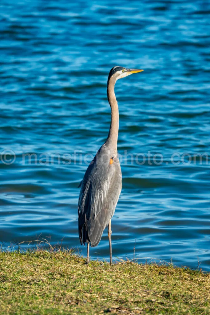 Great Blue Heron A4-34319 - Mansfield Photography