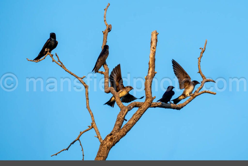 Purple Martin Birds At Lynn Creek Park, Texas A4-34347 - Mansfield Photography