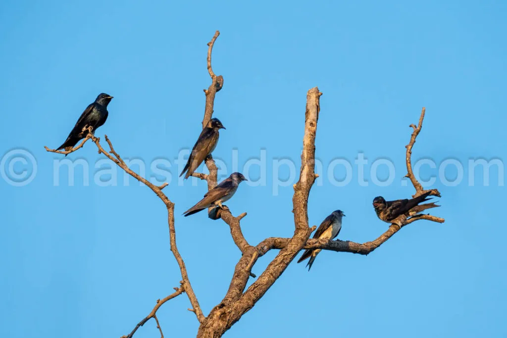 Purple Martin Birds At Lynn Creek Park, Texas A4-34356 - Mansfield Photography