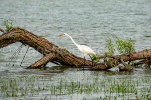 Great Egret A4-34546 - Mansfield Photography
