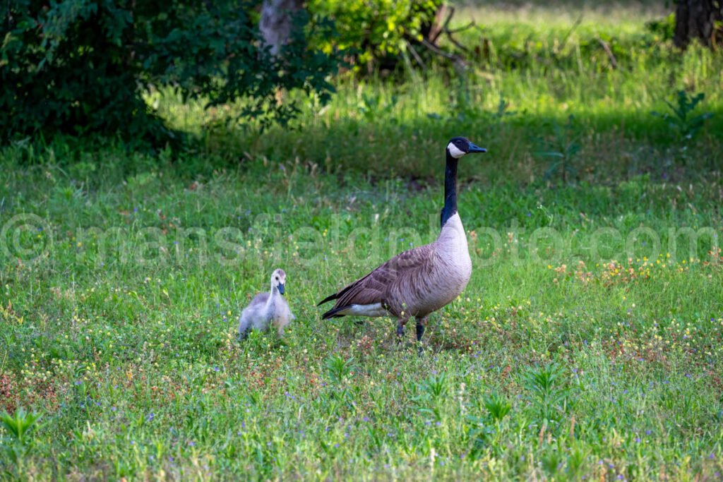 Canada Goose And Gosling A4-34557 - Mansfield Photography