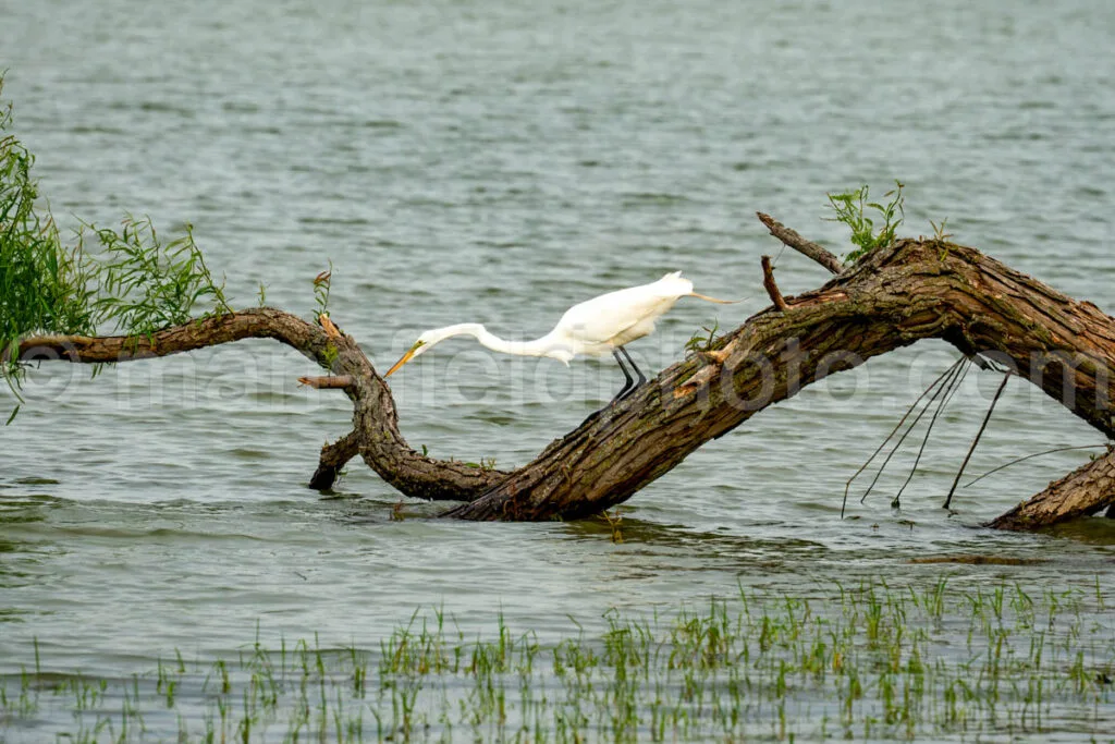 Great Egret A4-34569 - Mansfield Photography