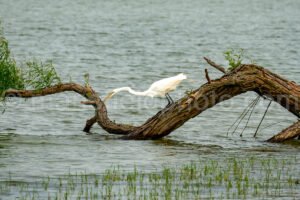 Great Egret A4-34569 - Mansfield Photography
