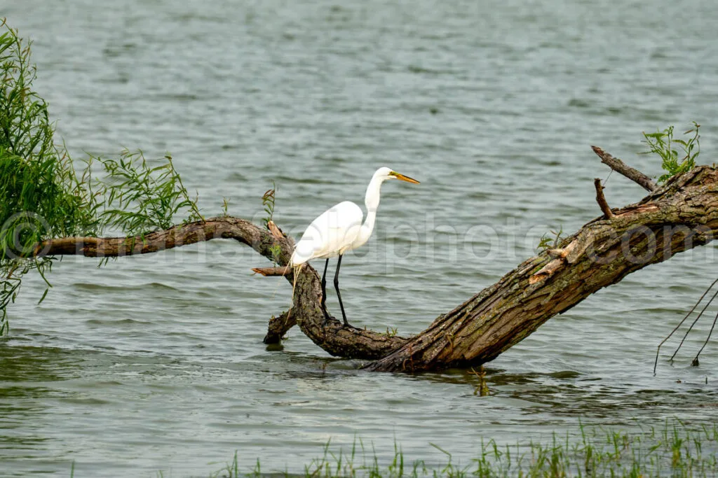 Great Egret A4-34576 - Mansfield Photography