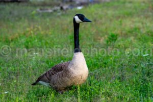Canada Goose A4-34619 - Mansfield Photography