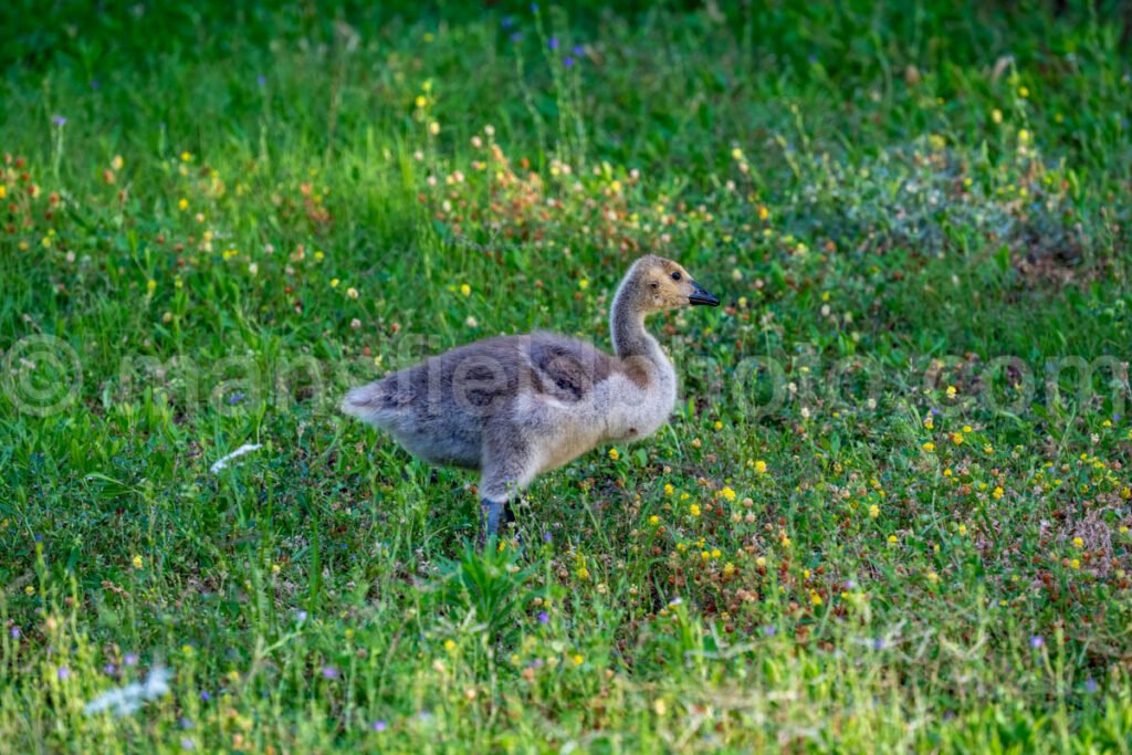 Gosling - Canada Goose A4-34642 - Mansfield Photography