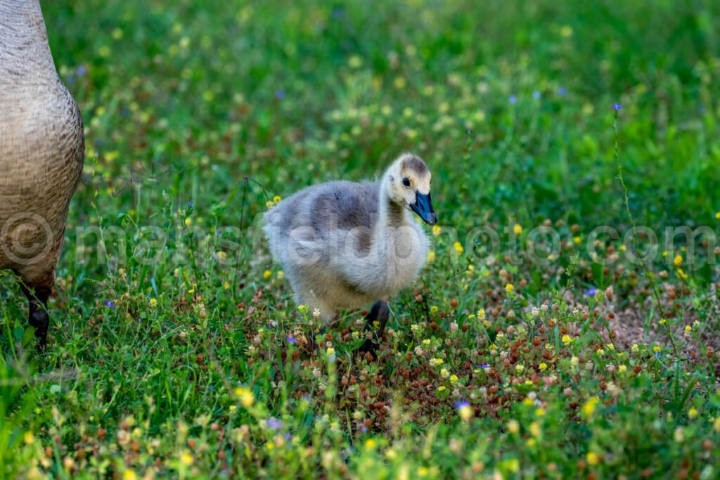 Canada Goose And Gosling A4-34651 - Mansfield Photography
