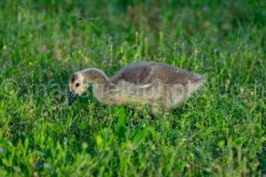 Gosling - Canada Goose A4-34689 - Mansfield Photography