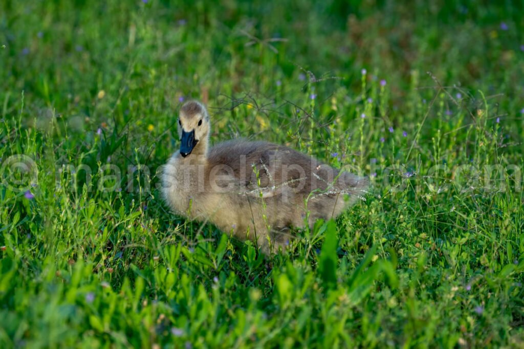 Gosling - Canada Goose A4-34694 - Mansfield Photography