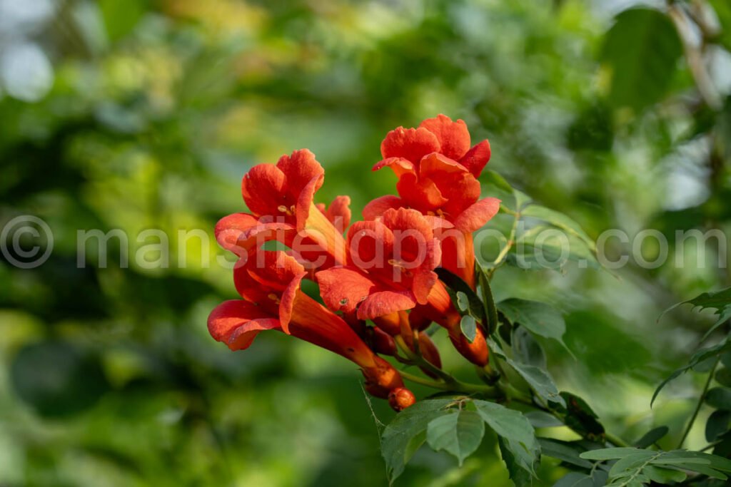 Trumpet Vine Flowering At Cedar Hill State Park A4-34710 - Mansfield Photography