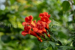 Trumpet Vine Flowering At Cedar Hill State Park A4-34710 - Mansfield Photography