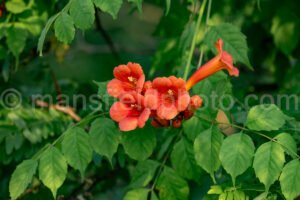 Trumpet Vine Flowering At Cedar Hill State Park A4-34712 - Mansfield Photography