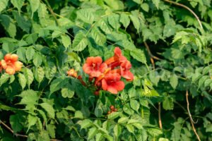 Trumpet Vine Flowering At Cedar Hill State Park A4-34713 - Mansfield Photography