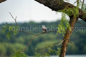 Scissor-Tailed Flycatcher A4-34722 - Mansfield Photography