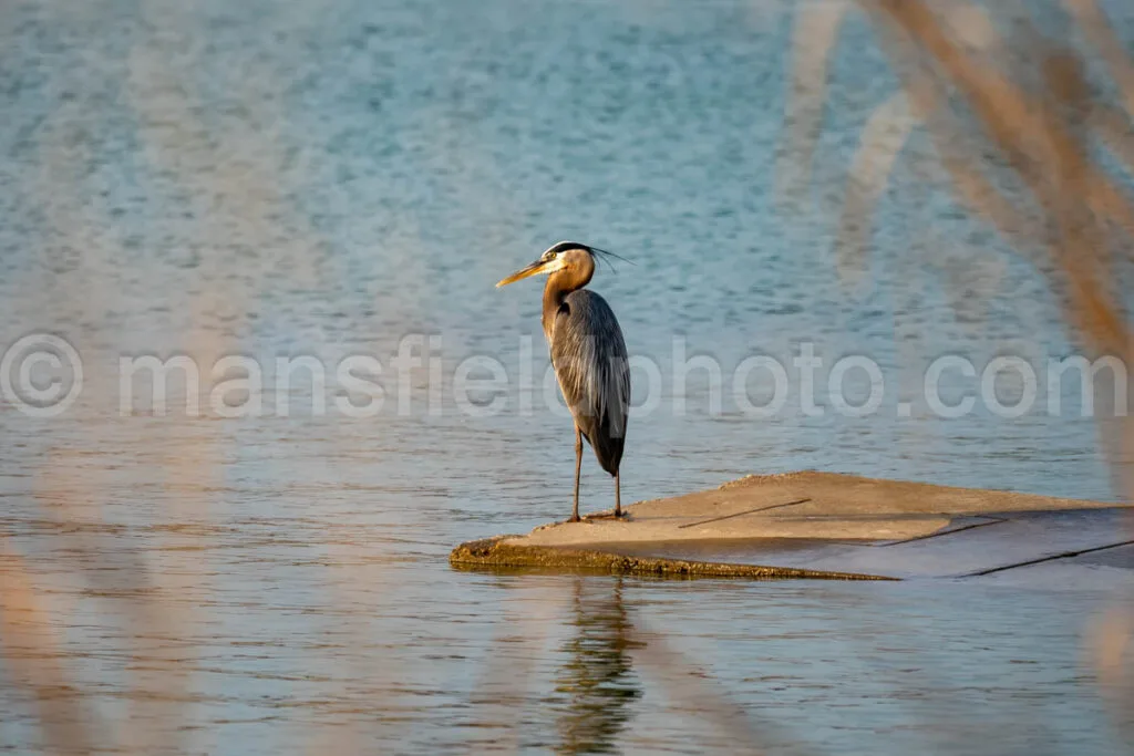 Great Blue Heron A4-34725 - Mansfield Photography