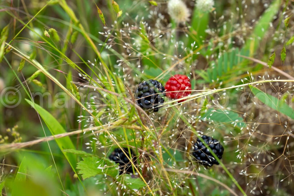 Dewberry At Tyler State Park A4-34847 - Mansfield Photography