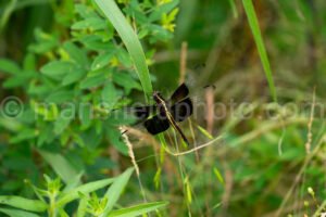 Widow Skimmer Dragongly At Tyler State Park A4-34854 - Mansfield Photography