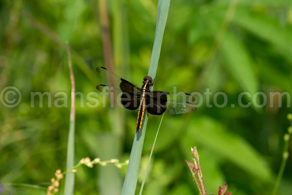 Widow Skimmer Dragongly At Tyler State Park A4-34864 - Mansfield Photography