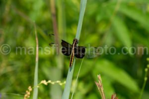 Widow Skimmer Dragongly At Tyler State Park A4-34864 - Mansfield Photography