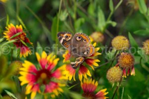 Common Buckeye Butterfly At Tyler State Park A4-34867 - Mansfield Photography