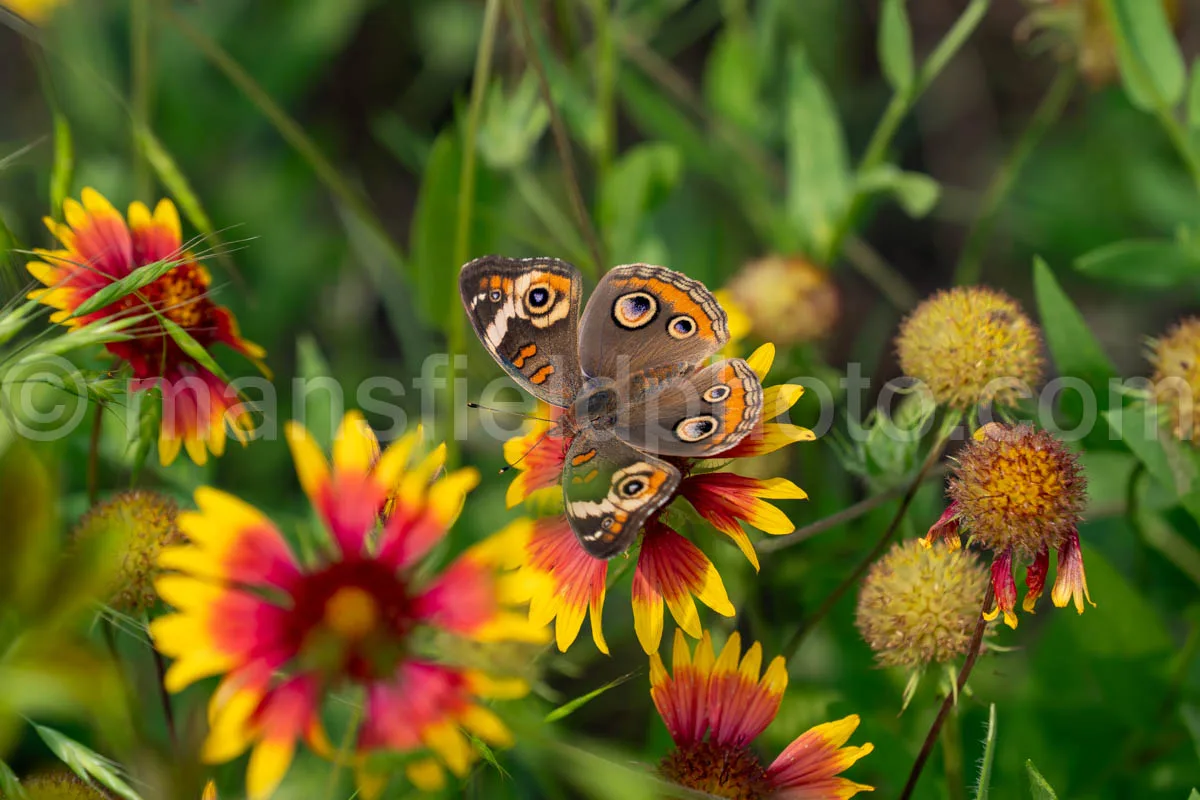 Common Buckeye Butterfly At Tyler State Park A4-34867