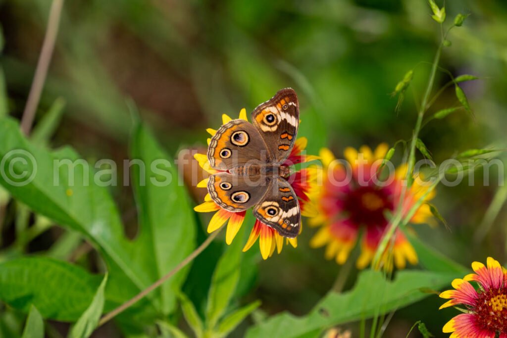 Common Buckeye Butterfly At Tyler State Park A4-34872 - Mansfield Photography