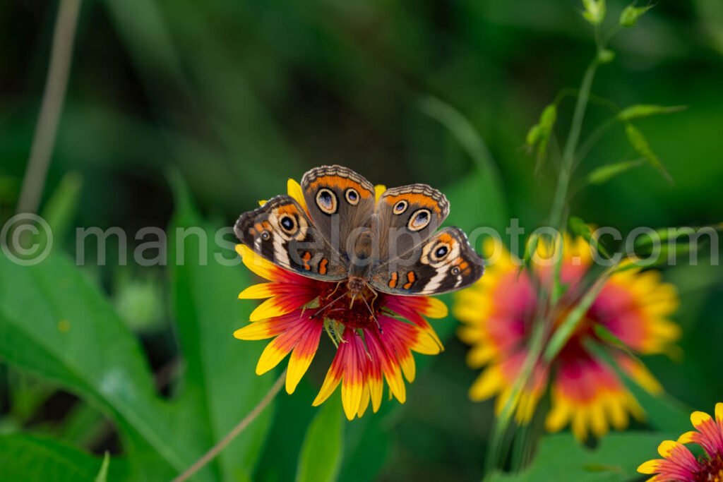 Common Buckeye Butterfly At Tyler State Park A4-34880 - Mansfield Photography