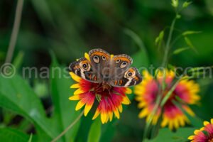 Common Buckeye Butterfly At Tyler State Park A4-34880 - Mansfield Photography