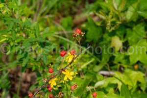 Dewberry At Tyler State Park A4-34886 - Mansfield Photography