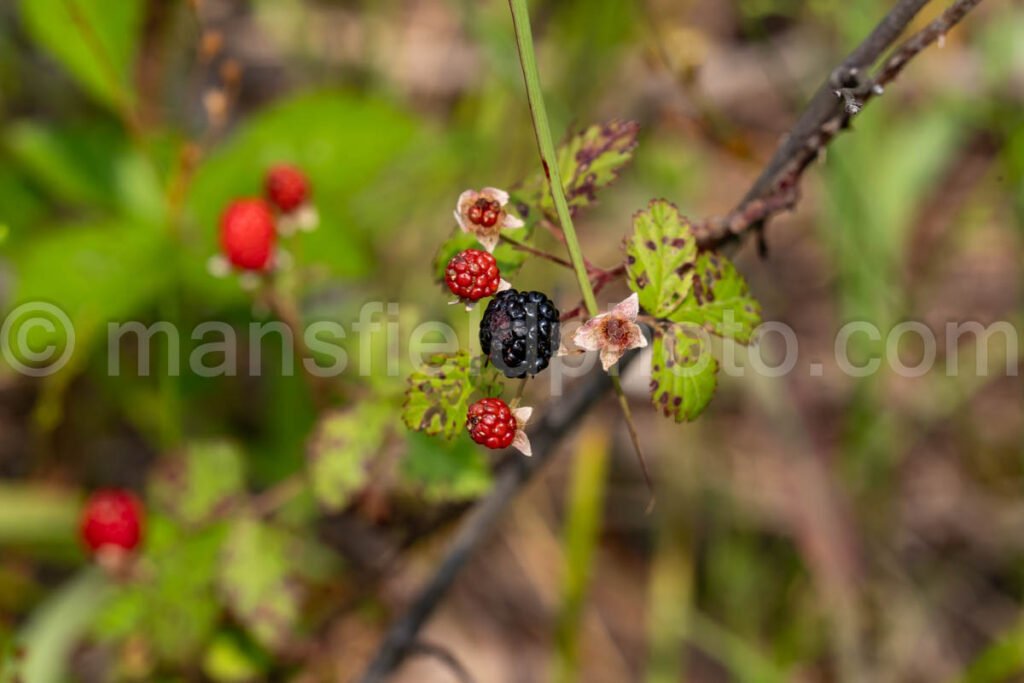 Dewberry At Tyler State Park A4-34890 - Mansfield Photography