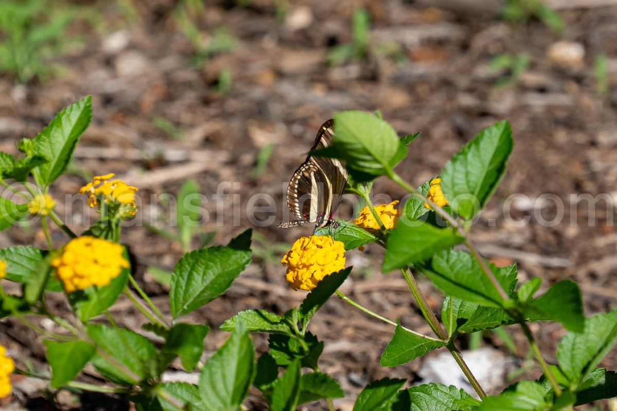 Zebra Longwing Butteryfly At Elmer Oilver Park A4-34909