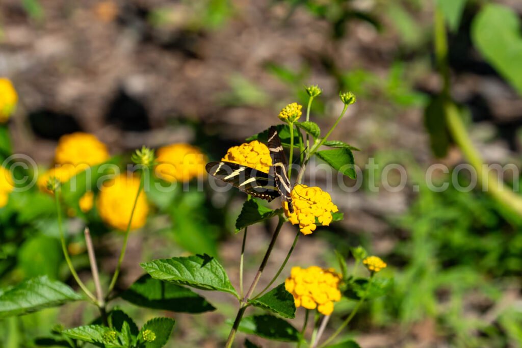 Zebra Longwing Butteryfly At Elmer Oilver Park A4-34914 - Mansfield Photography