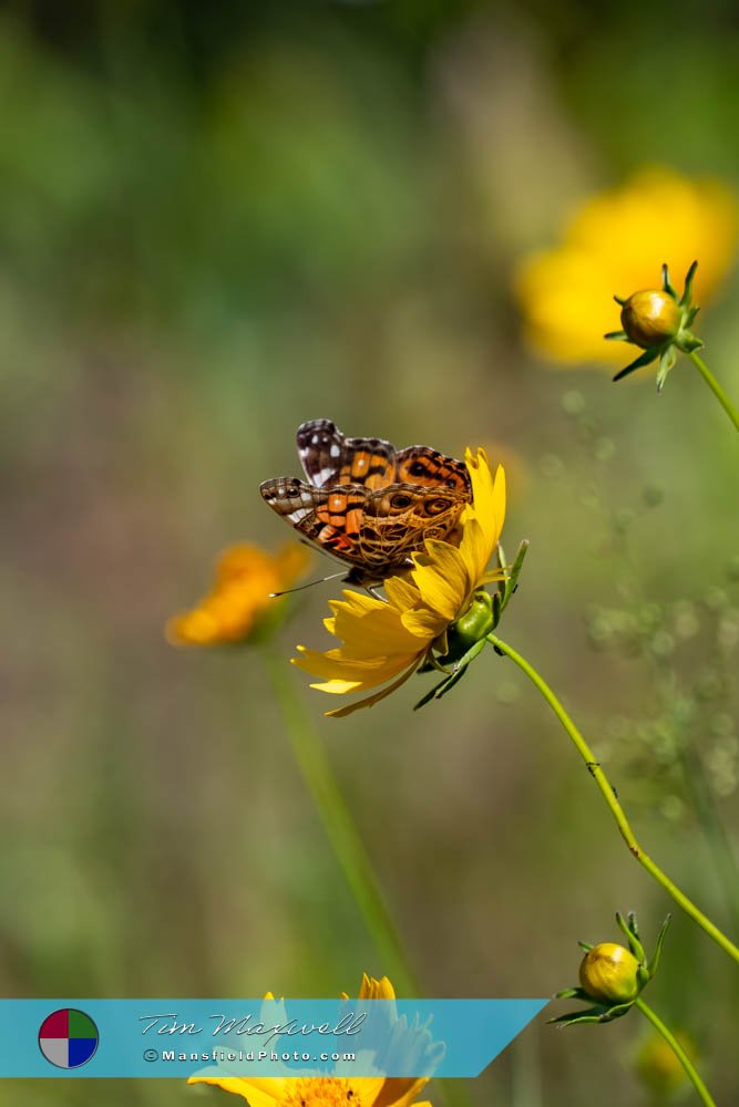 American Lady Butterfly At Tyler State Park