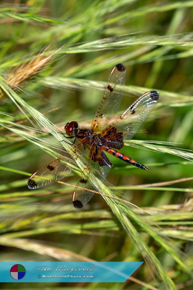 Calico Pennant Dragonfly At Tyler State Park