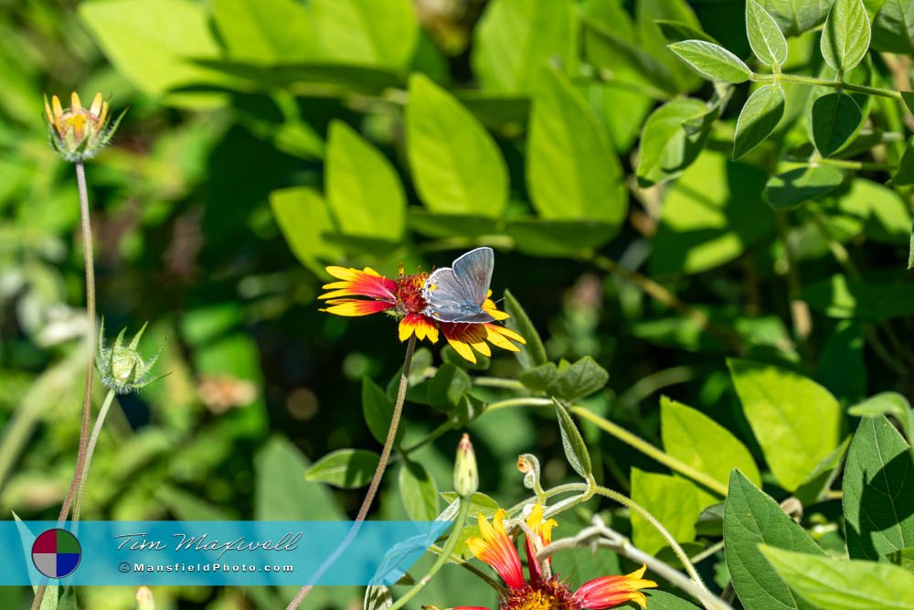 Gray Hairstreak Butterfly At Tyler State Park