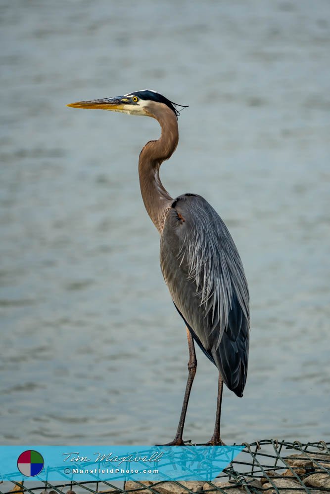 Great Blue Heron At Cedar Hill State Park