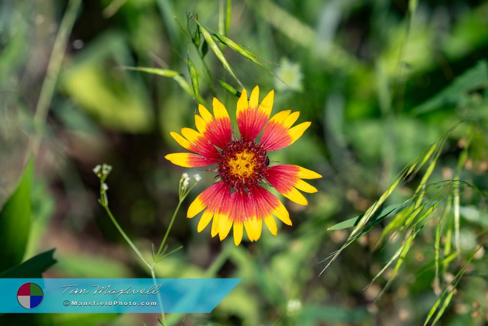 Indian Blanket At Tyler State Park