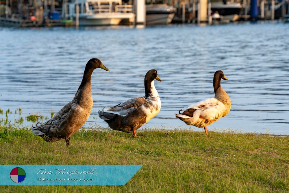 Indian Runner Duck At Lynn Creek Park
