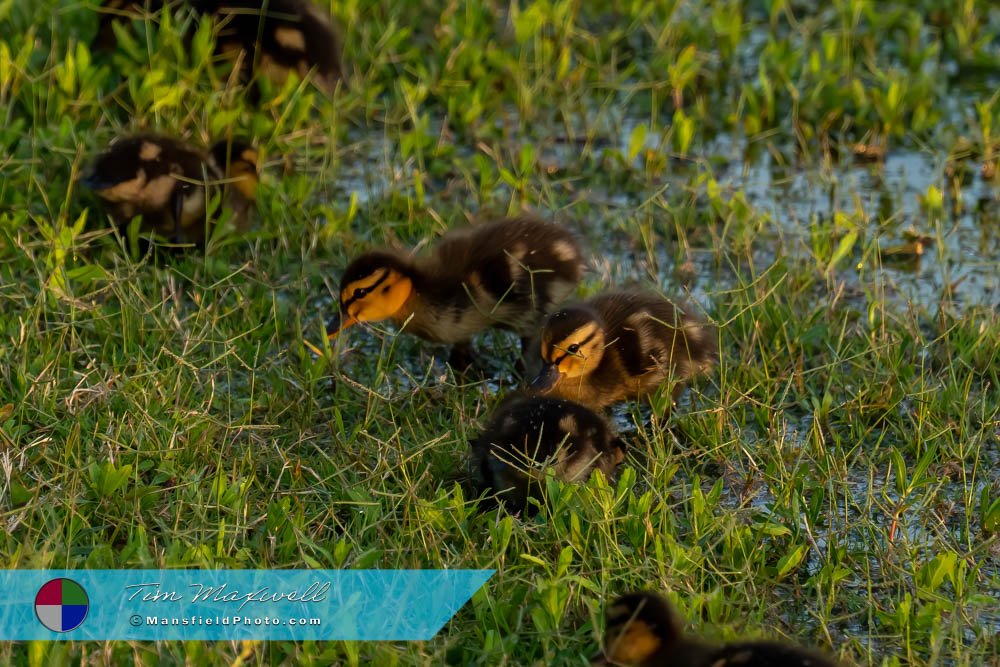 Ducklings At Lynn Creek Park