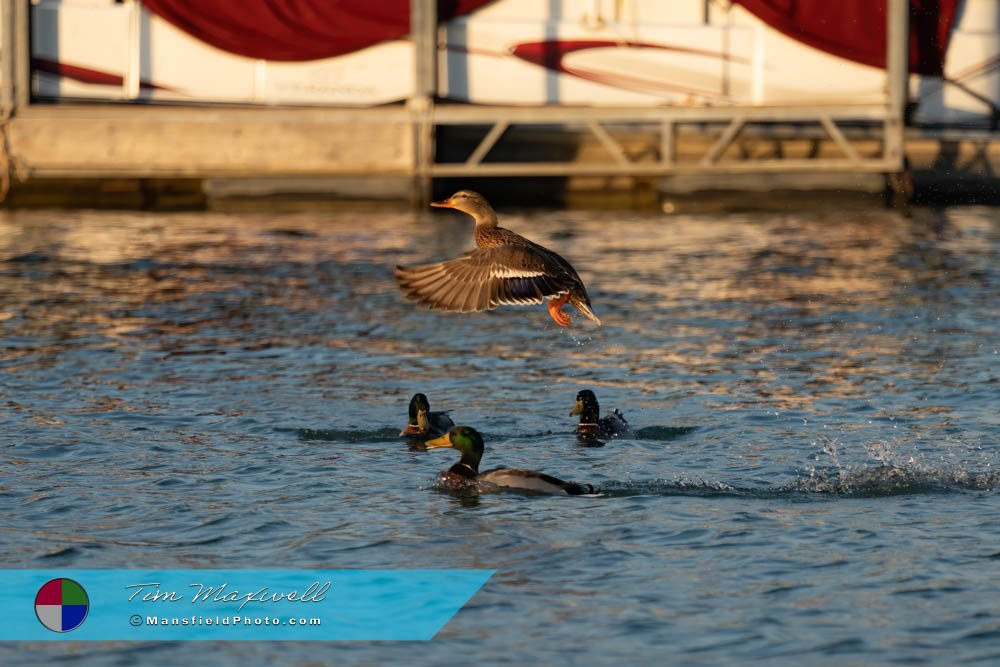 Mallards At Lynn Creek Park